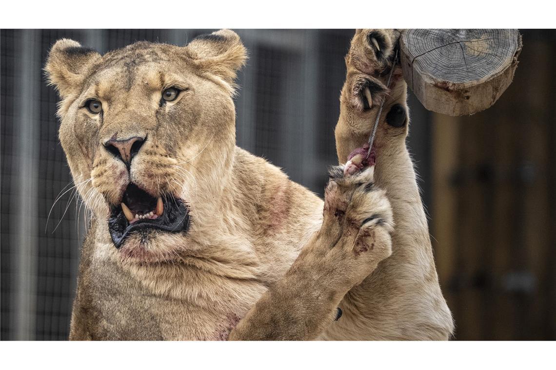 Der Eindringling kletterte rund sechs Meter über eine Mauer und an einen Baum in das Gehege hinunter. (Symbolbild)