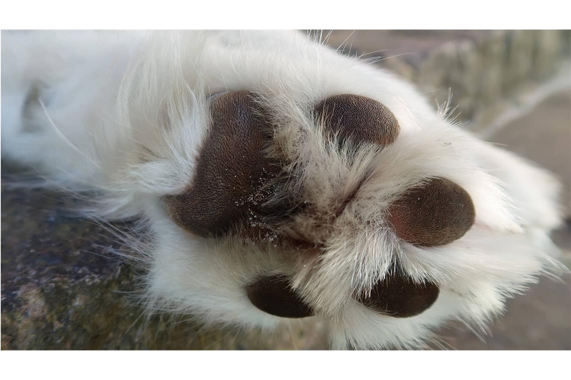 Der einfachste Test komme dabei ganz ohne Thermometer aus. Wenn Sie Ihre Hand nicht mindestens sieben Sekunden auf dem Asphalt halten können, ist der Untergrund auch für Ihren Hund zu heiß.