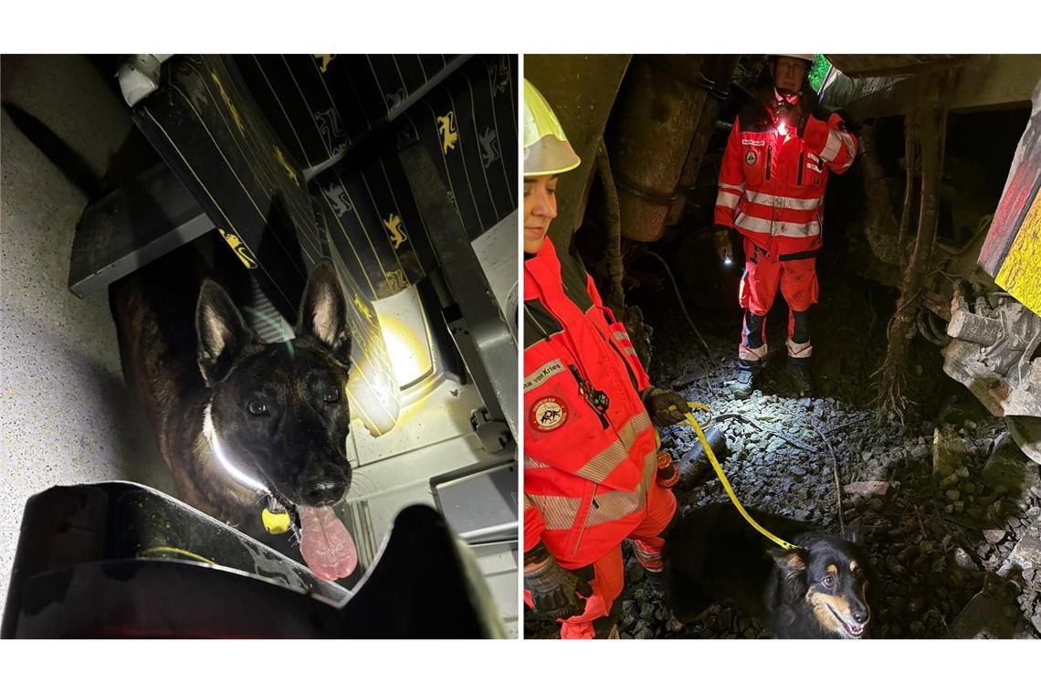 Der heikle Einsatz von Trümmerhund Raya Der Einsatz in den völlig zerstörten Triebwägen ist für die Tiere nicht ungefährlich.