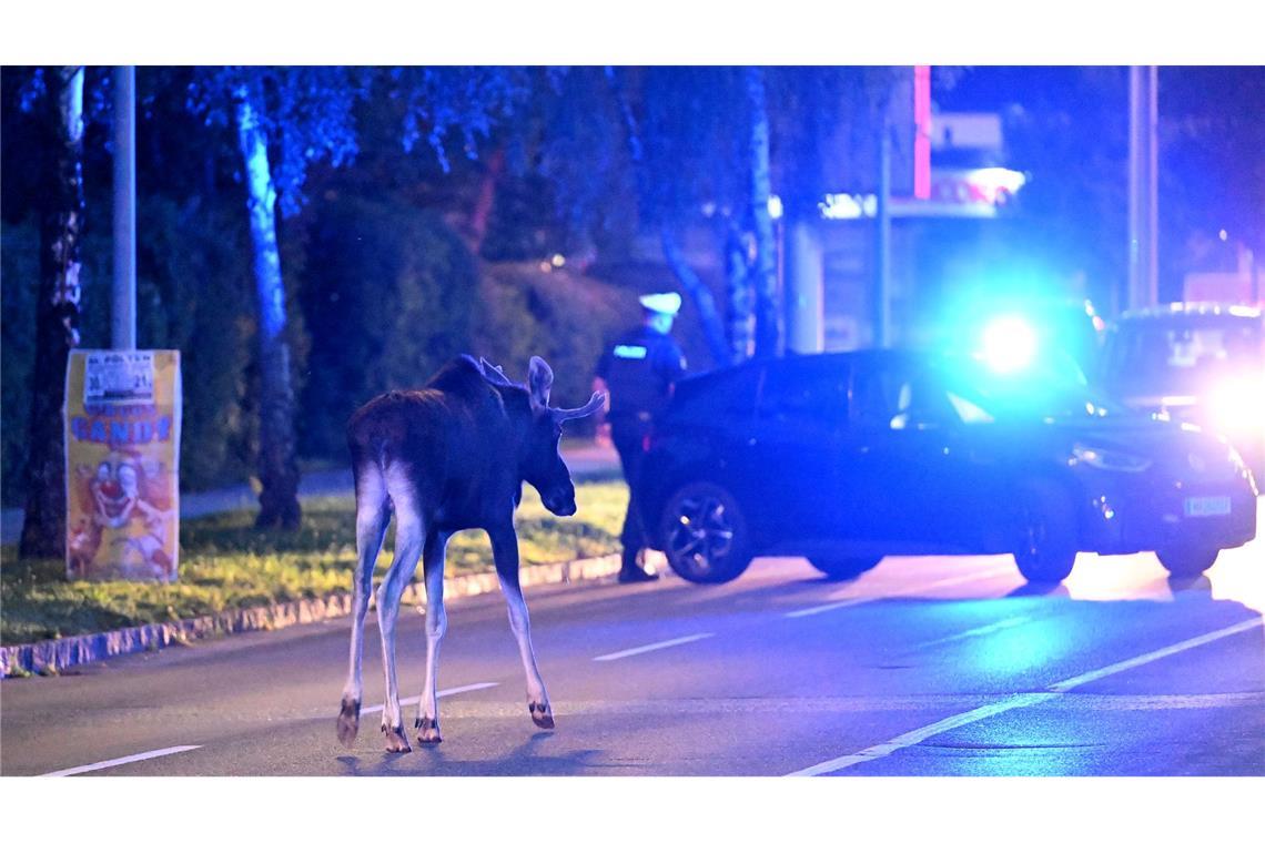 Elch "Emil" legt wichtige Bahnstrecke in Österreich lahm Der Elch hält Polizei und Medien auf Trab.