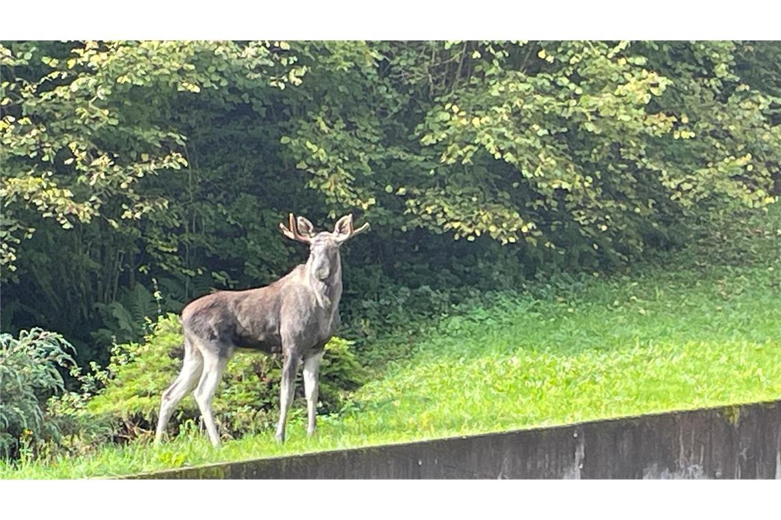 Elch Erwin eingefangen und in Wildpark gebracht