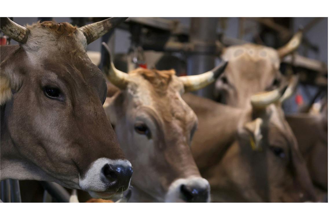 Größter Rinderstall des Landes darf vorerst nicht gebaut werden Der Ellwanger Landwirt will seinen Stall von derzeit 888 auf 1484 Stellplätze erweitern. (Symbolbild)