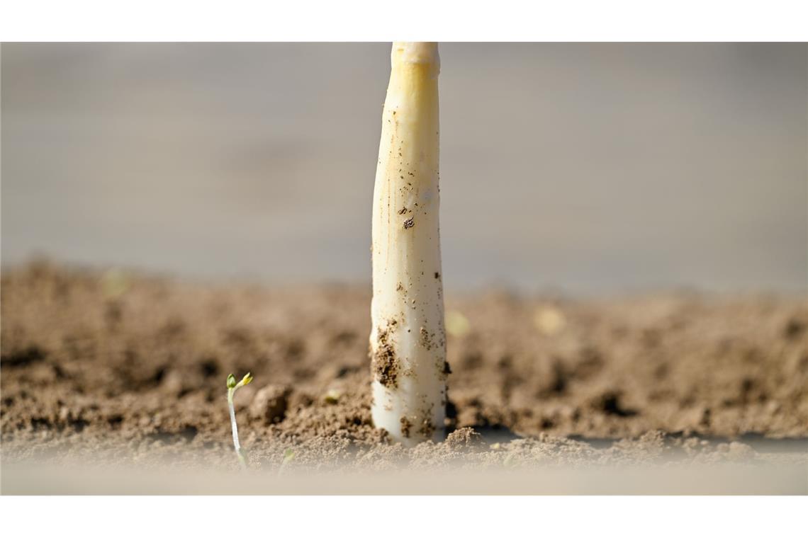 Erster Spargel gestochen - geringe Mengen Der erste Spargel