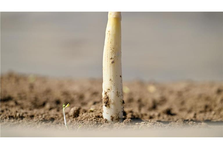 Der erste Spargel