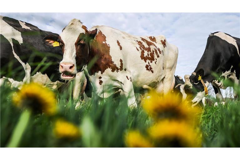 Der erste Weidegang im Jahr: Milchkühe stehen auf der Wiese und grasen.