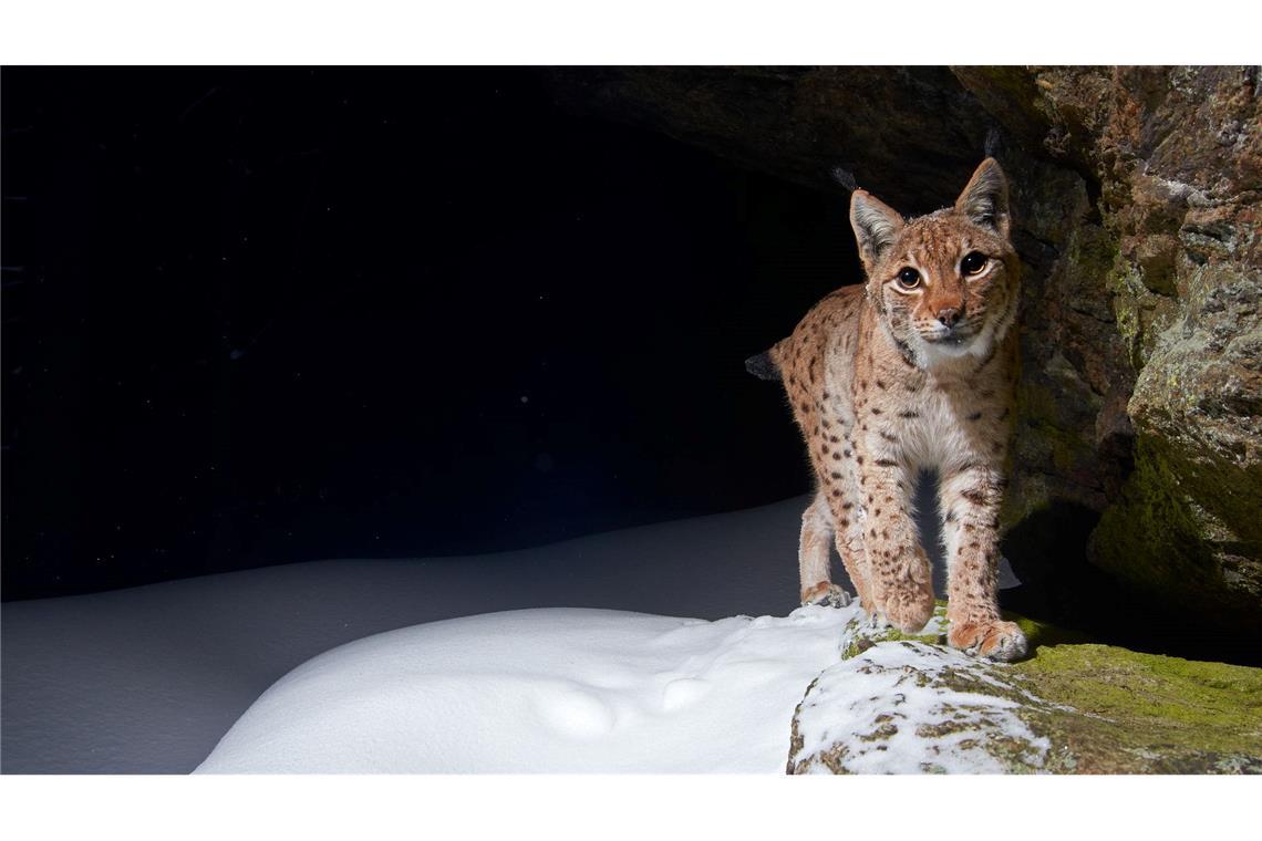 WWF-Bericht: Igeln geht es schlechter, Seeadlern besser Der Eurasische Luchs erhält durch Auswilderungen in Baden-Württemberg und durch ein 2024 neu gestartetes Projekt in Thüringen neuen Zuwachs. (Handout)