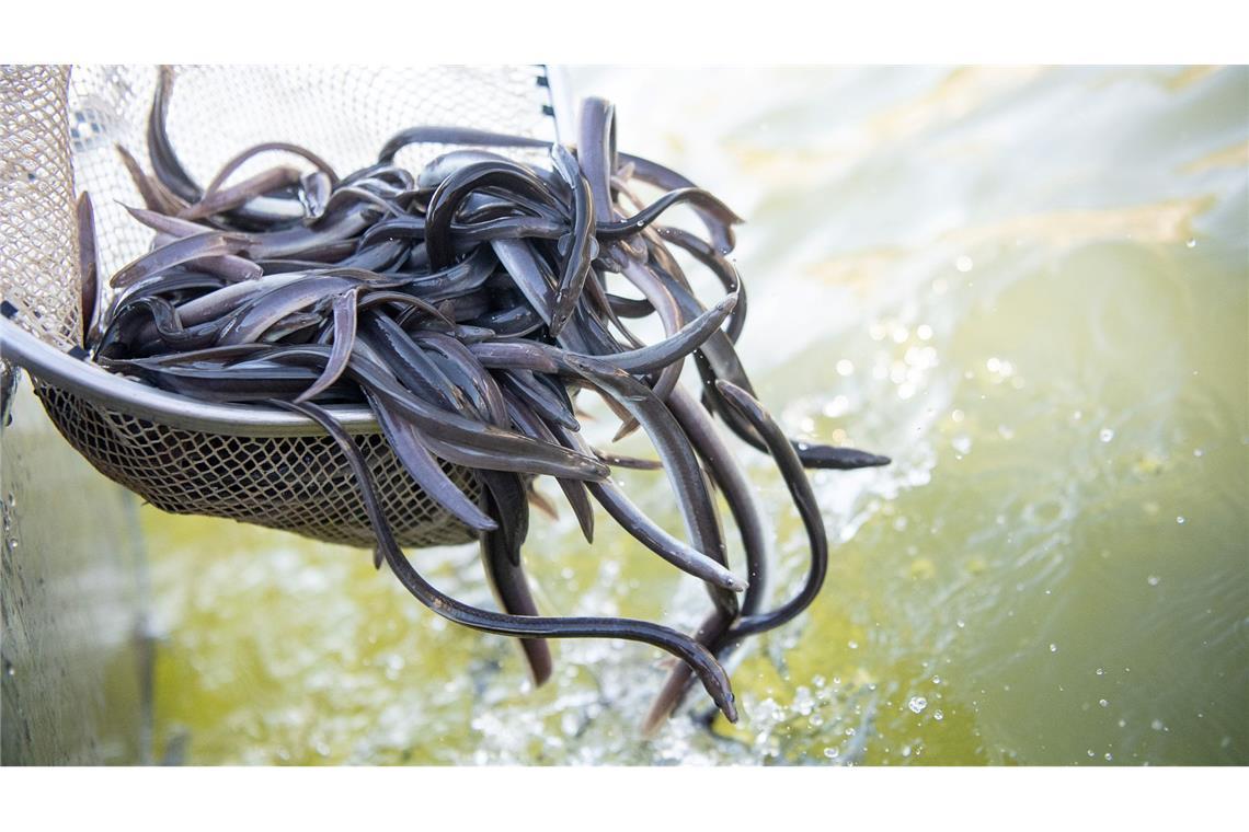 Europäischer Aal ist "Fisch des Jahres" Der Europäische Aal ist "Fisch des Jahres 2025".