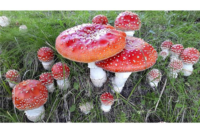 Der Fliegenpilz (Amanita muscaria) ist eine giftige Pilzart, die 2022 von der  Deutschen Gesellschaft für Mykologie zum Pilz des Jahres gewählt wurde.