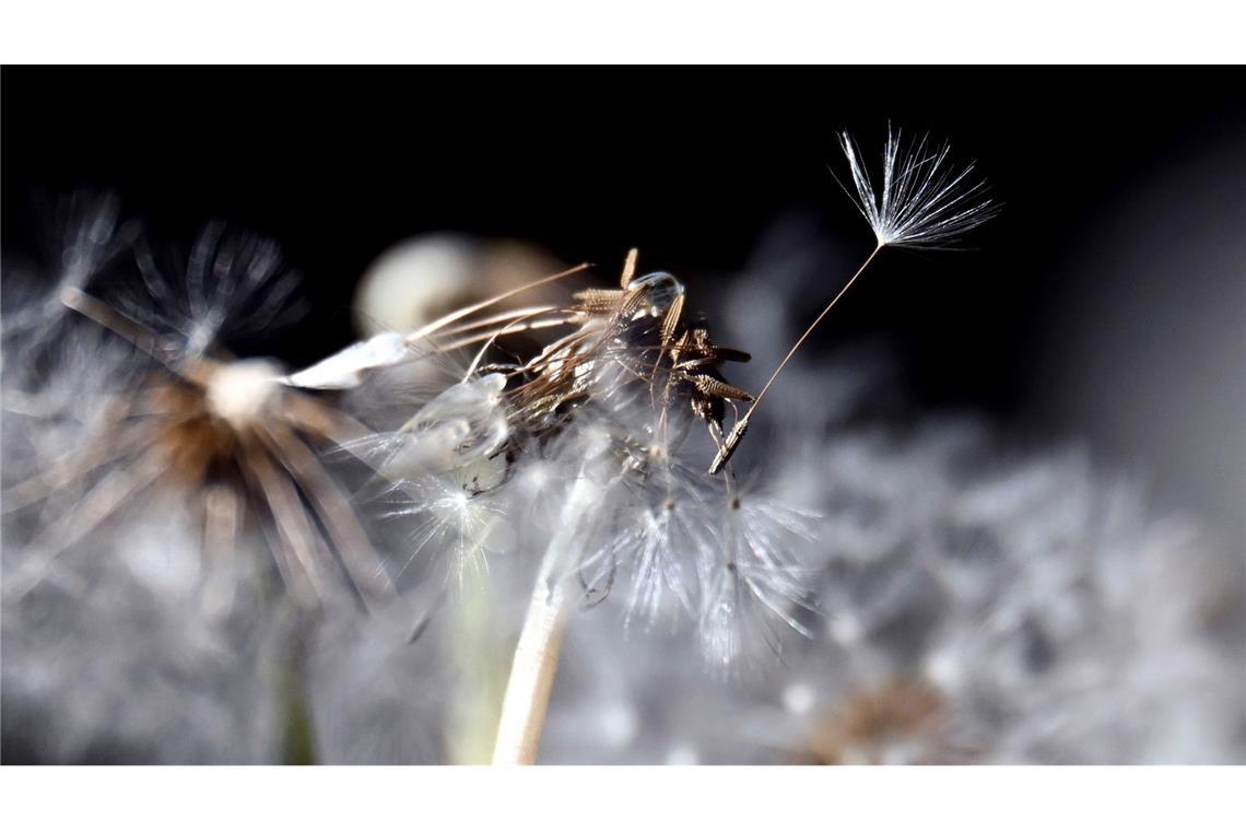 Der Flugsamen eines Löwenzahns löst sich von der Blume.
