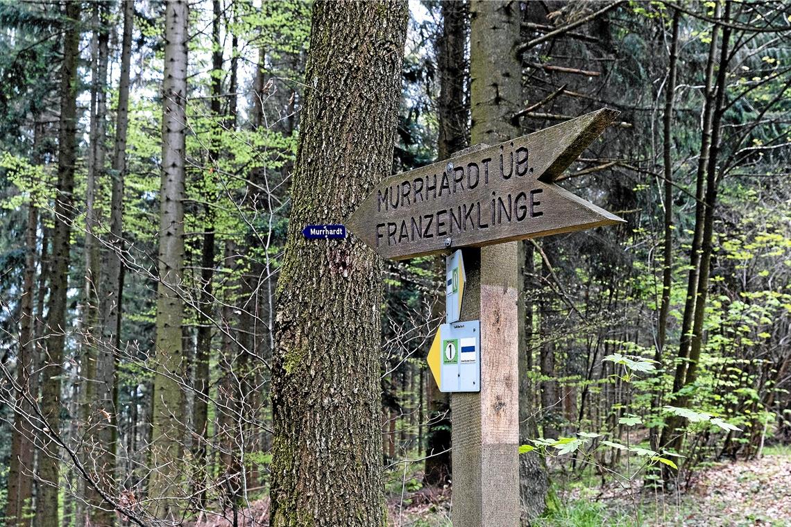 Zwischen digitalem Lernen und Waldbaden Der Forst spielt für die Stadt eine wichtige Rolle, auch flächenmäßig: Rund 55 Prozent der Murrhardter Gemarkung sind mit Wald bedeckt. Foto: J. Fiedler
