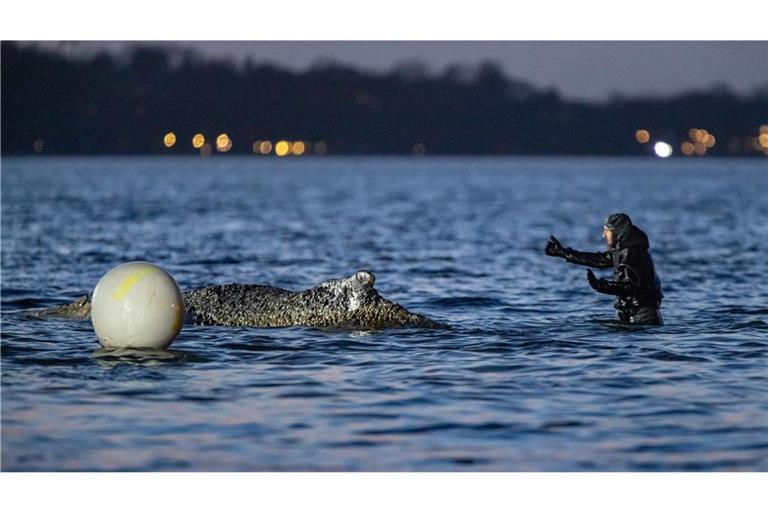 Der frei gekommene Wal sei vor Warnkenhagen (Nordwestmecklenburg) in Küstennähe gesehen worden (Archivbild).