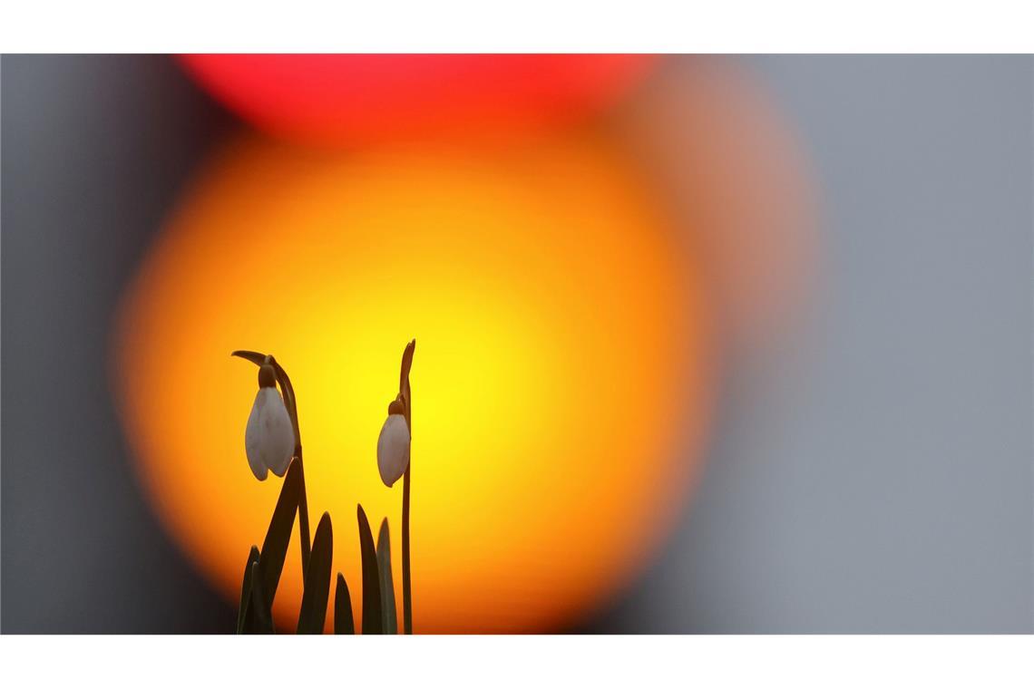 Bilder des Tages Der Frühling ist da