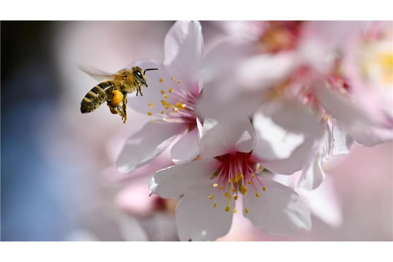 Der Frühling versteckt sich am Wochenende wieder etwas mehr.