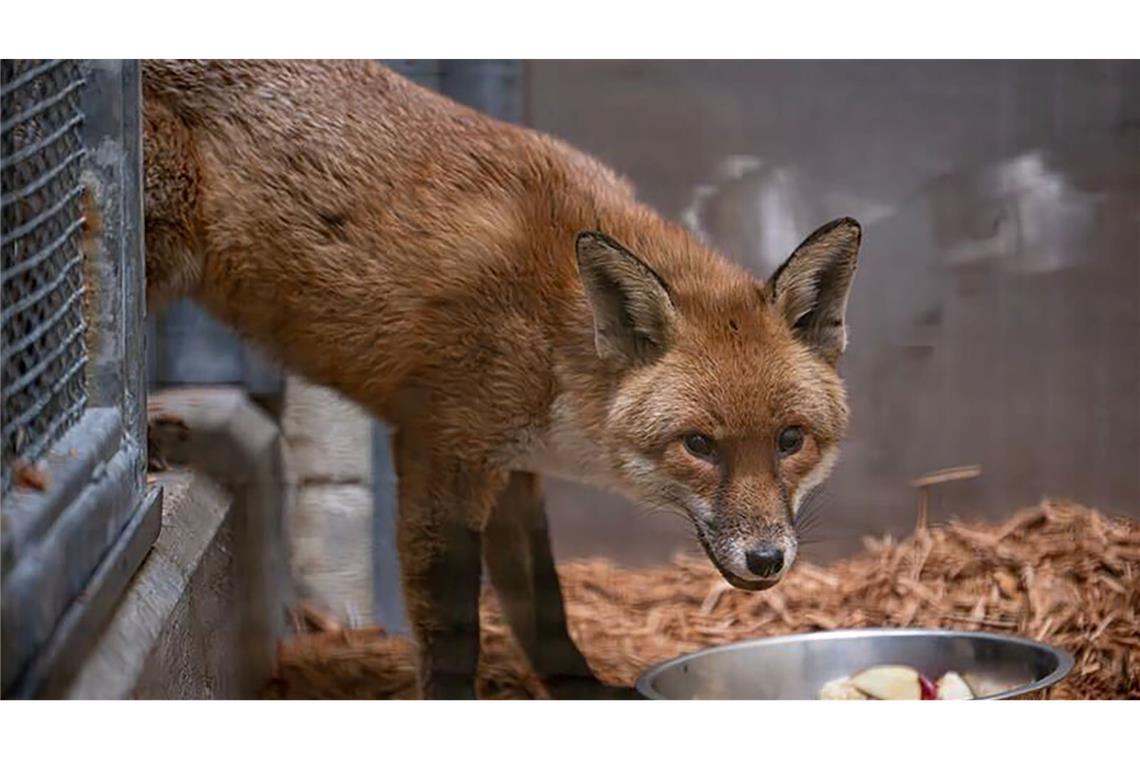Der Fuchs lebt nun erstmal im Bronx Zoo.