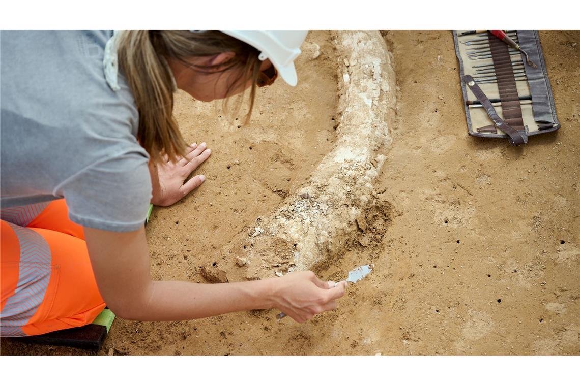 Mammutzahn auf Suedlink-Baustelle entdeckt Der Fund stammt aus der Eiszeit und dürfte Experten zufolge mindestens 12.000 Jahre alt sein.
