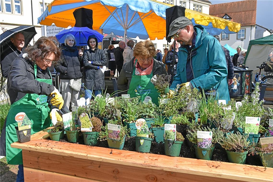 Viele Besucher beim Tulpenfrühling in Backnang Der Gärtner Stefan Soldner (rechts) erklärt fachmännisch das Hochbeet.