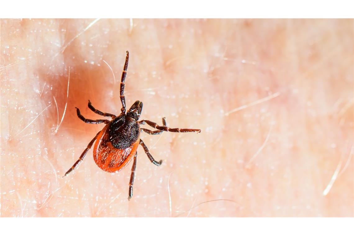 Der Gemeine Holzbock ist die häufigste Zeckenart in Deutschland und auch die, die hauptsächlich FSME und Borreliose auf den Menschen übertragt. (Archivbild)