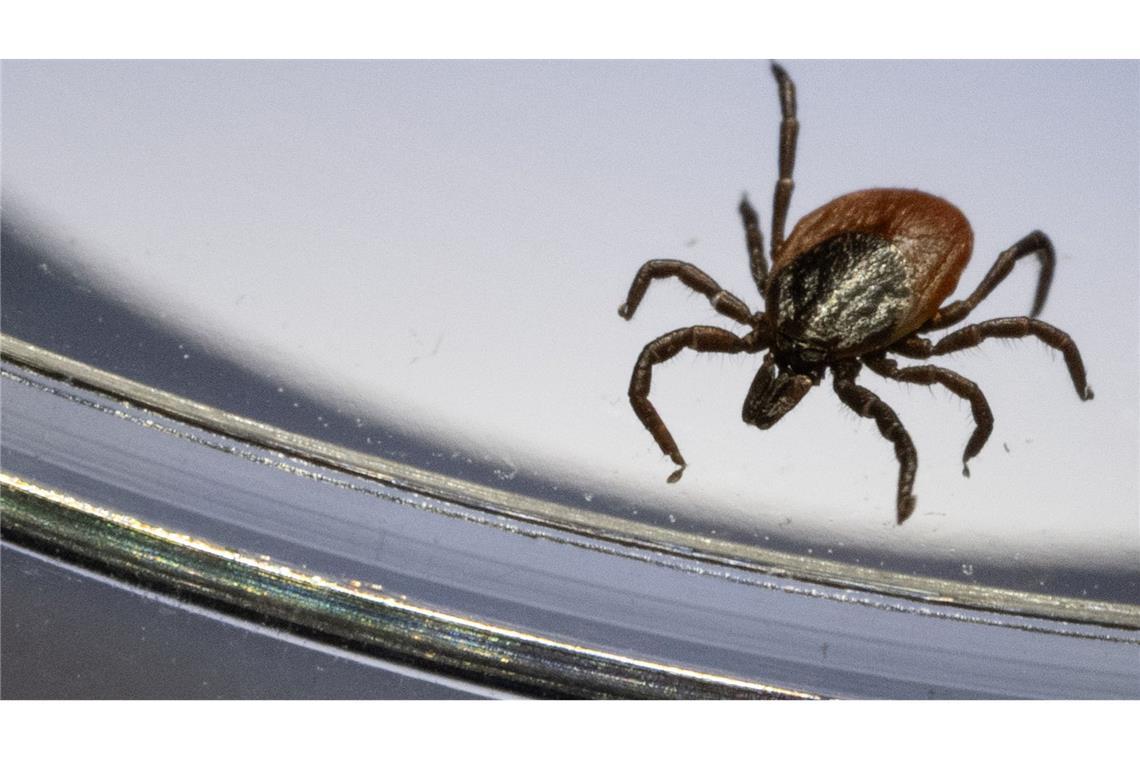 Zecken: "Bedeutendste Überträger von Infektionserregern" Der Gemeine Holzbock (Ixodes ricinus) ist die häufigste Zeckenart in Deutschland. (Archivbild)