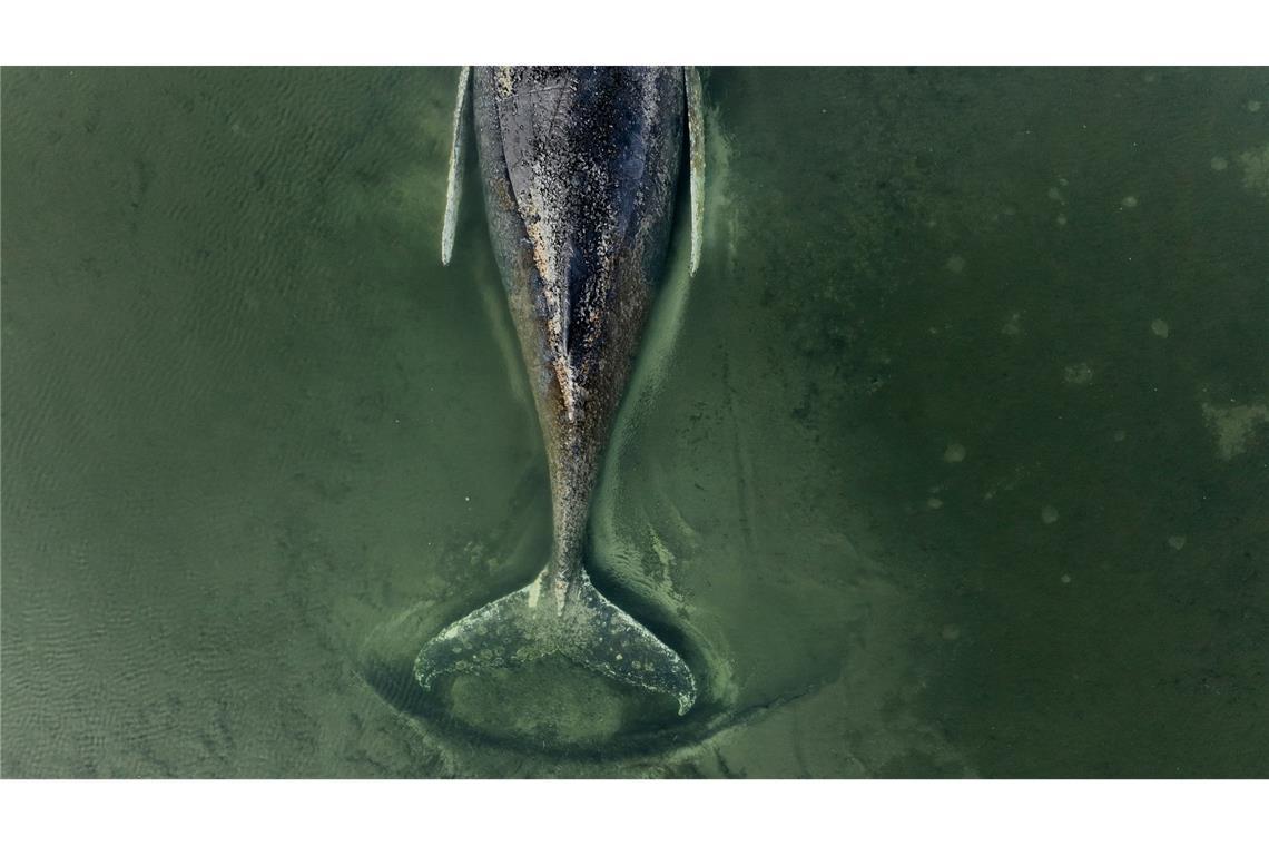 Der genaue Zustand des Buckelwals ist unklar.