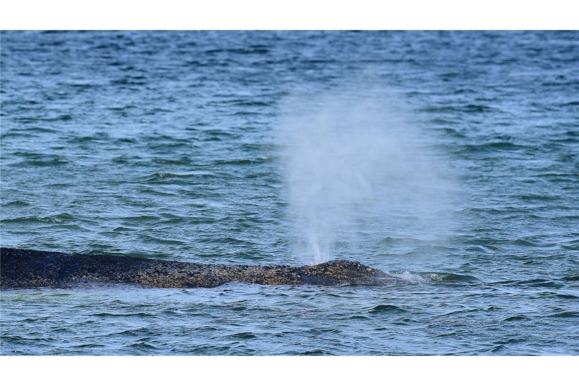 Der gestrandete Buckelwal hat eine geschätzte Länge von 12 bis 15 Metern.