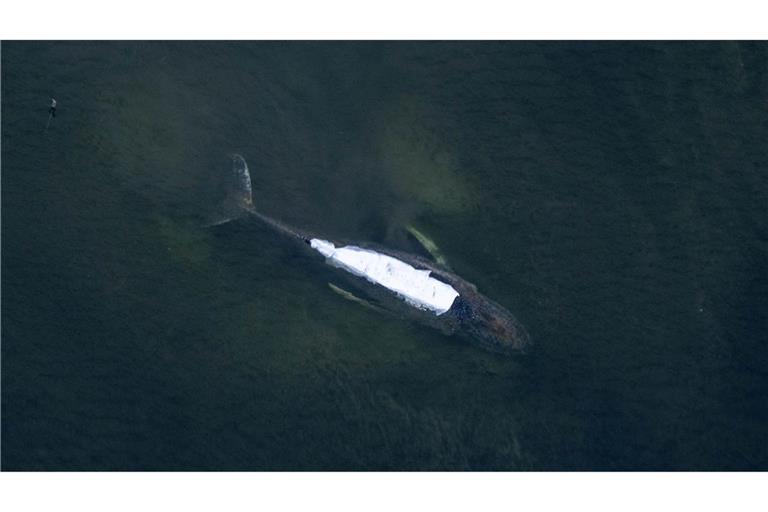 Der gestrandete Buckelwal in der Bucht der kleinen Ostsee-Insel Poel hat sich über die Nacht nicht von der Stelle bewegt.