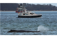 Der gestrandete Wal liegt immer noch vor der Seebrücke am Hafen Niendorf.
