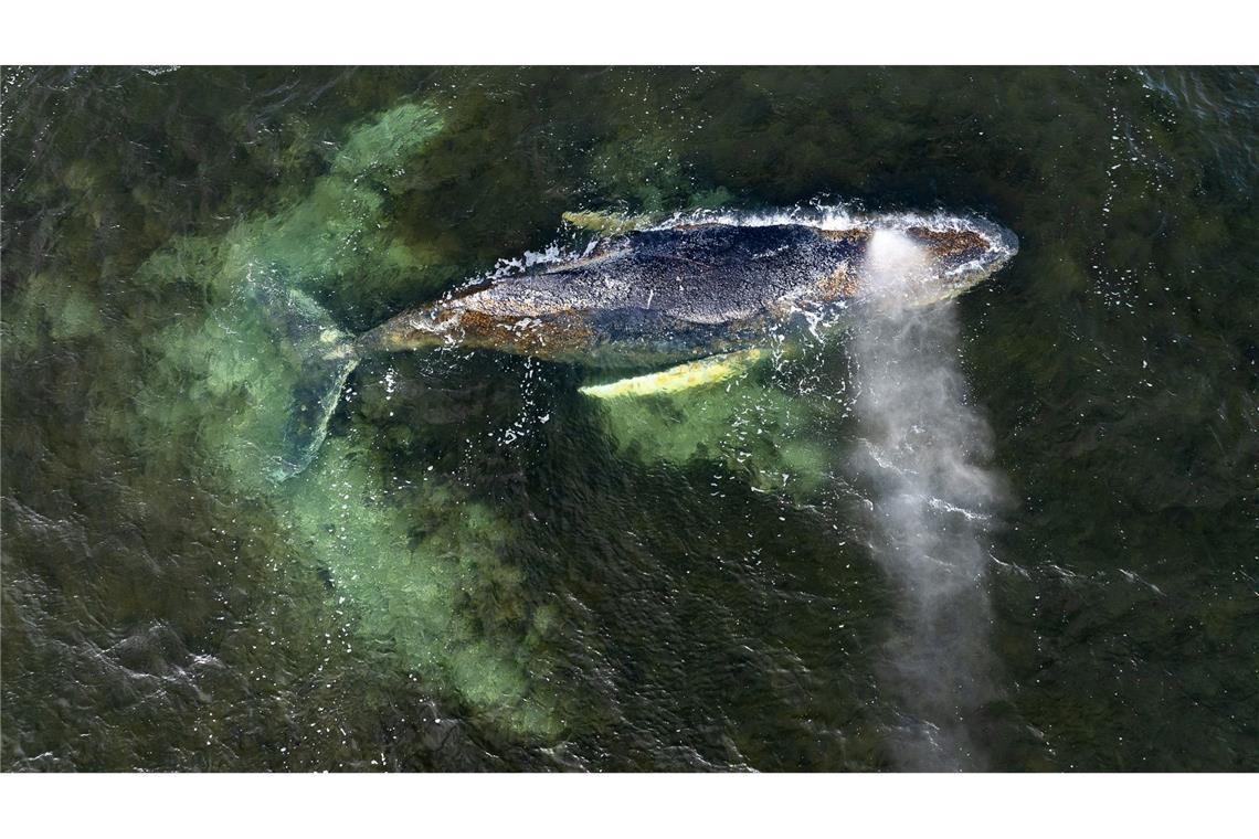 Der Gesundheitszustand des Tieres ist nicht gut, es ist geschwächt.