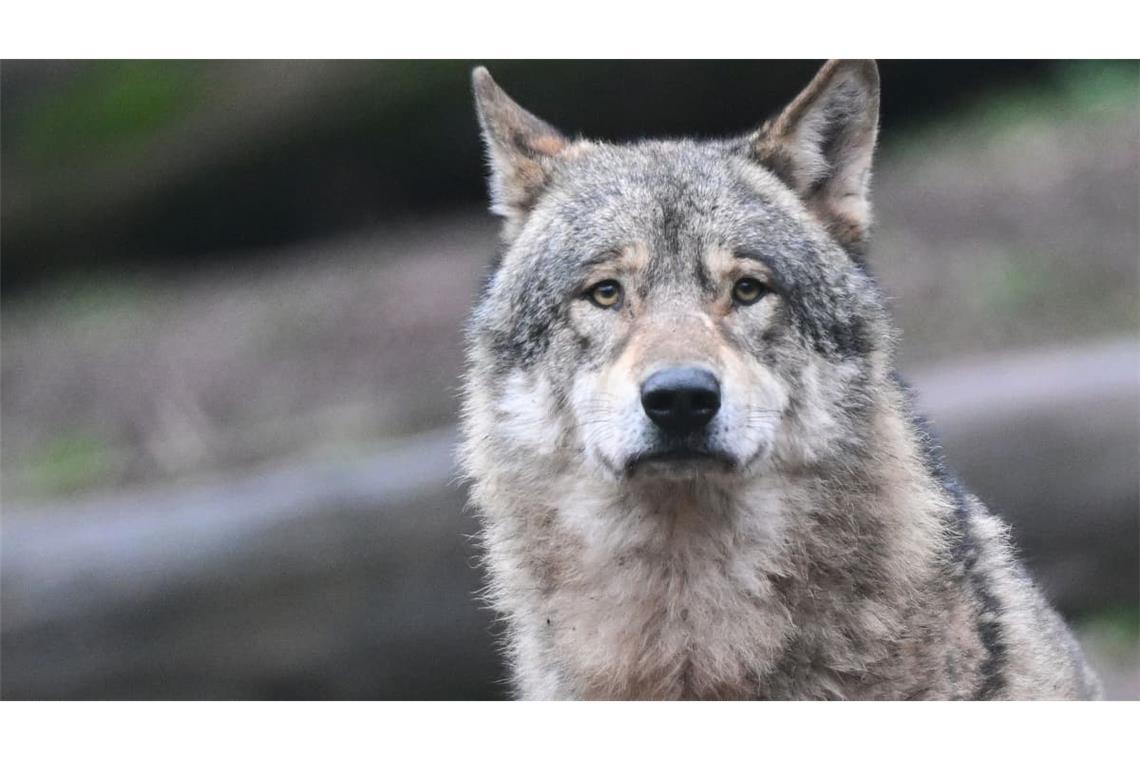 Der getötetee Wolf am Schluchsee war nicht angeschossen worden. (Symbolbild)