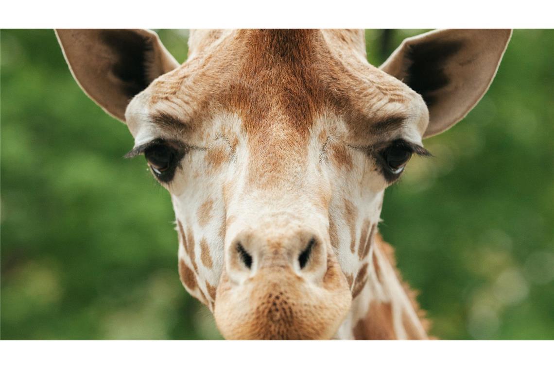 Giraffenbulle Max nach Sturz eingeschläfert Der Giraffenbulle Max musste eingeschläfert werden.