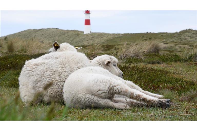 Der Goldschakal, der auf Sylt Dutzende Lämmer gerissen hat, darf wieder gejagt werden (Archivbild).