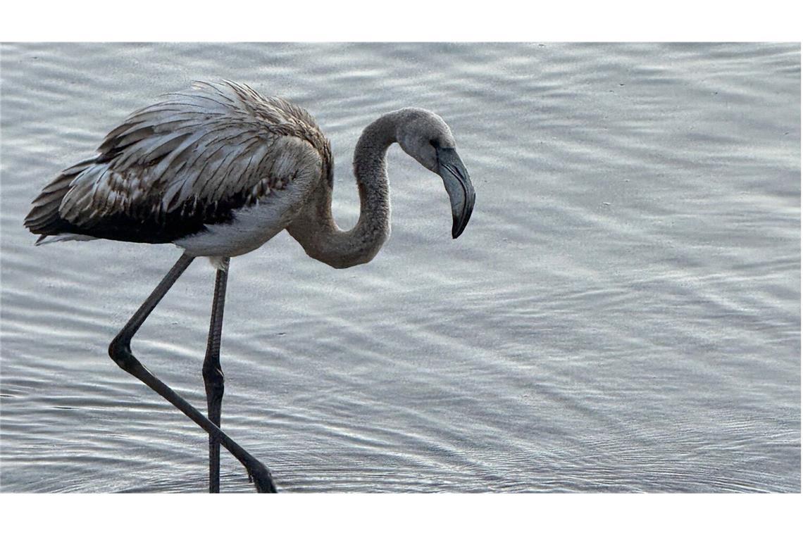 Der grau gefiederte junge Flamingo am Ufer des Titisees im Schwarzwald.