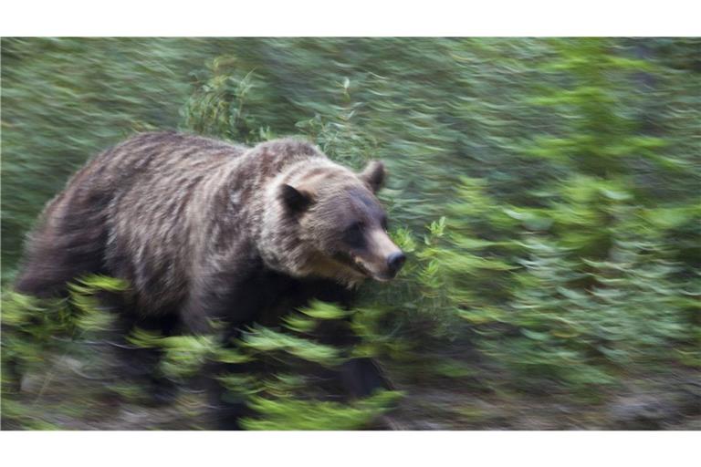 Der Grizzlybär überraschte die Grundschulklasse (Symbolbild).