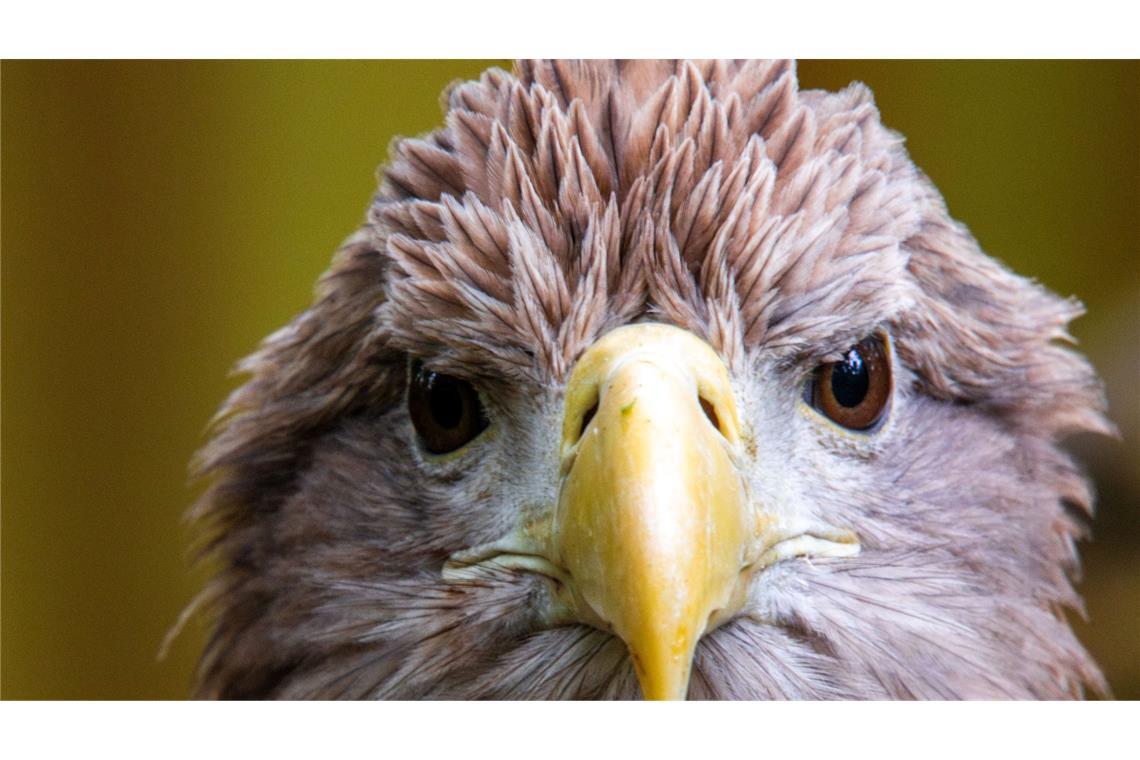 WWF-Bericht: Igeln geht es schlechter, Seeadlern besser Der größte europäische Greifvogel, der Seeadler, war einst in vielen Ländern Europas ausgerottet. Nun leben in Deutschland wieder mehr als 1.000 Brutpaare. (Archivbild)