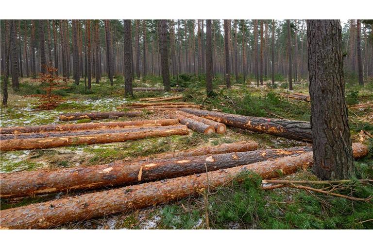 Der Großteil des eingeschlagenen Holzes findet Verwendung in der Säge- und Furnierindustrie, etwa als Paletten- oder Parkettholz. (Archivbild)