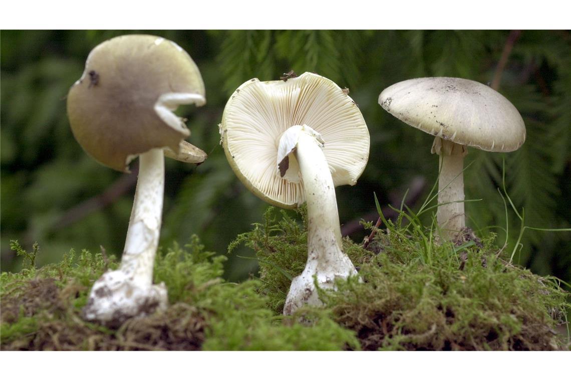 Der Grüne Knollenblätterpilz ist extrem giftig - und ähnelt harmlosen Champignons. (Archivbild)
