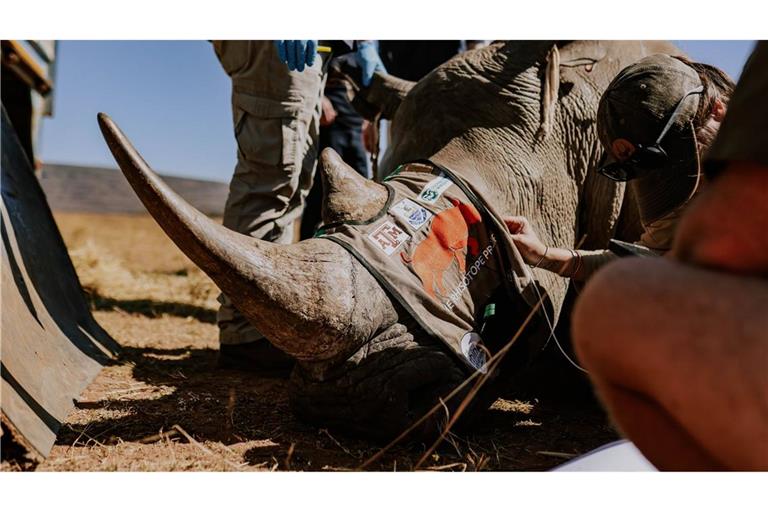 Der Handel mit Nashorn-Horn ist durch das Washingtoner Artenschutzübereinkommen Cites verboten. (Symbolbild)