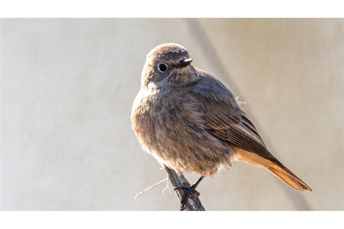 Winterzeit für Vögel: Füttern ja, aber nachhaltig Der Hausrotschwanz bedient sich gern an Fettbestandteilen in Futtermischungen. (Archivbild)