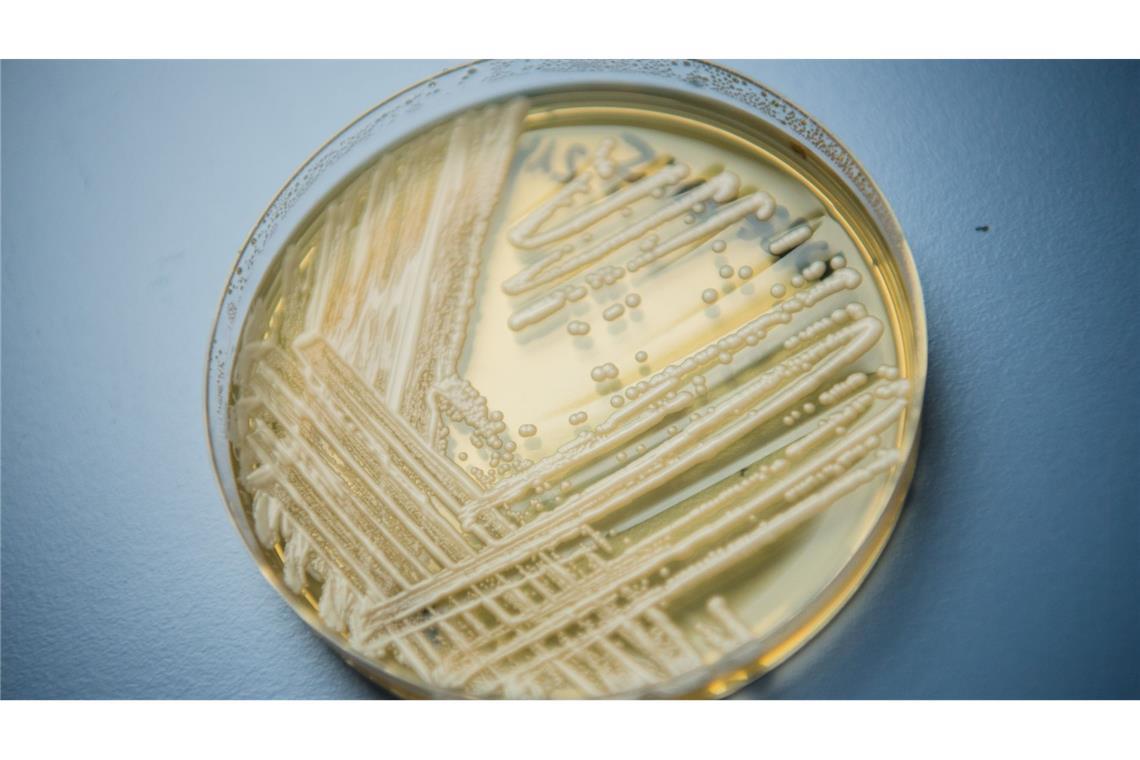 Der Hefepilz Candidozyma auris (früher bekannt als Candida auris).