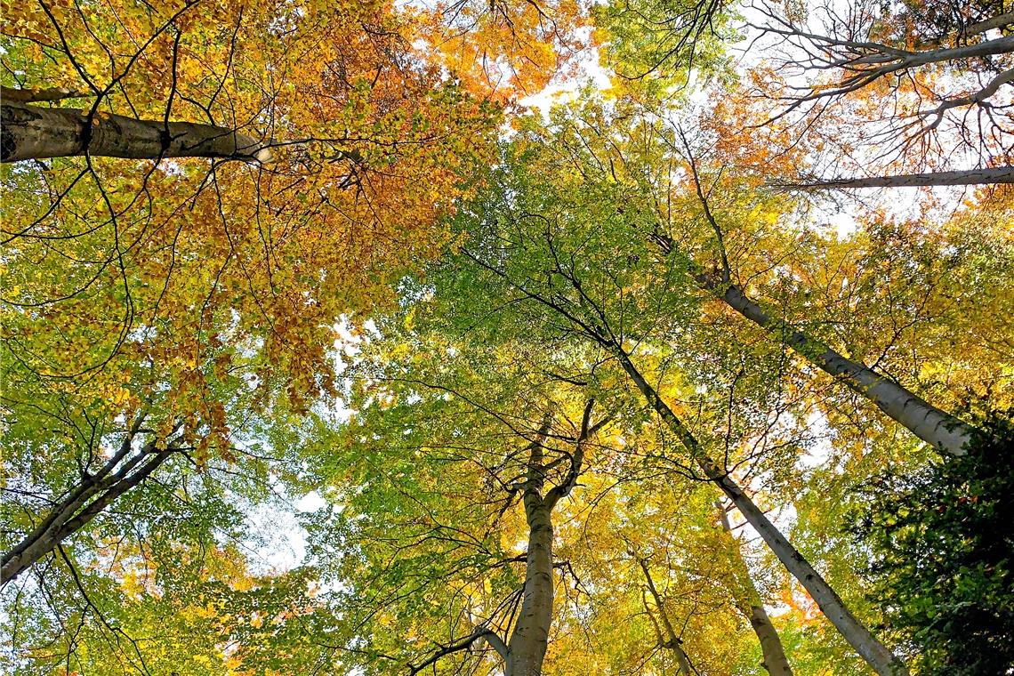 Der Herbst bringt bunte Farben und die Walterichstadt nutzt den goldenen Oktober für einen Markt. Foto: A. Becher