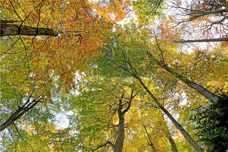 Der Herbst bringt bunte Farben und die Walterichstadt nutzt den goldenen Oktober für einen Markt. Foto: A. Becher