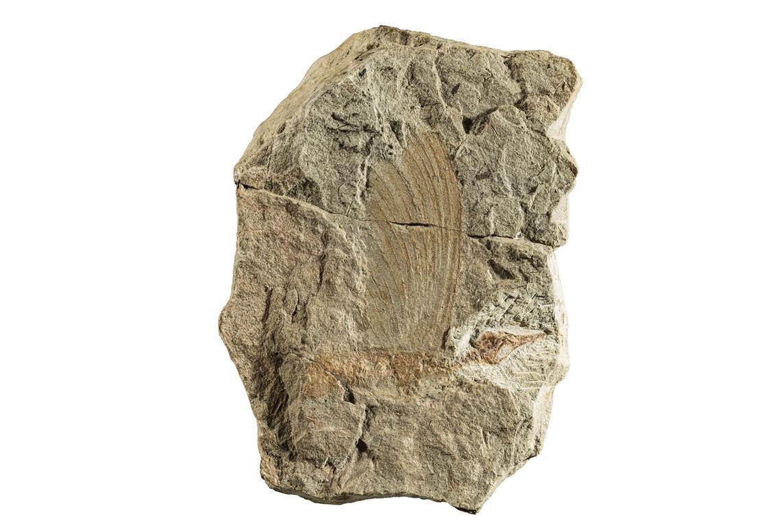 Wie ein fossiler „Wundersaurier“ das Verständnis der Reptilien-Evolution verändert