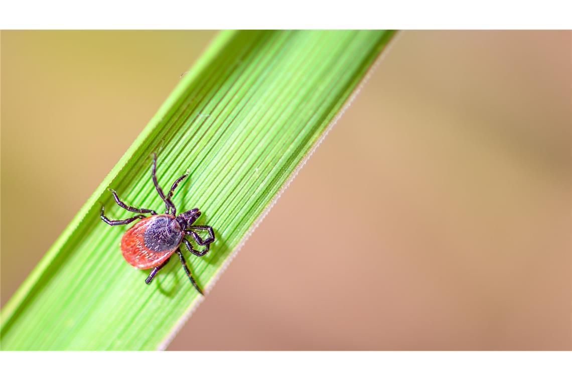 Zeckensaison in Deutschland geht los