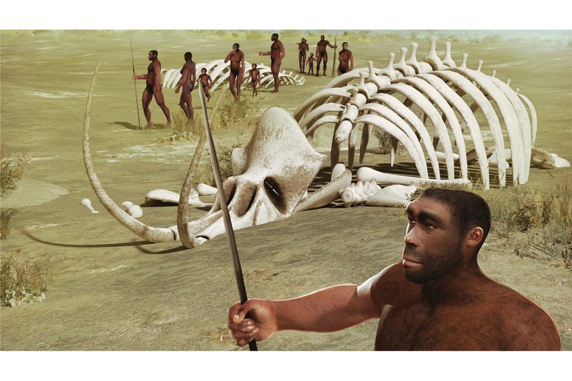 Der Homo sapiens dürfte sich in einem komplexen Prozess aus dem Homo erectus entwickelt haben, der vermutlich so ähnlich aussah wie diese Rekonstruktion. Eine „modernere“ Form dieser Spezies lebte vor 770.000 Jahren in Nordafrika, wie neue Funde belegen.