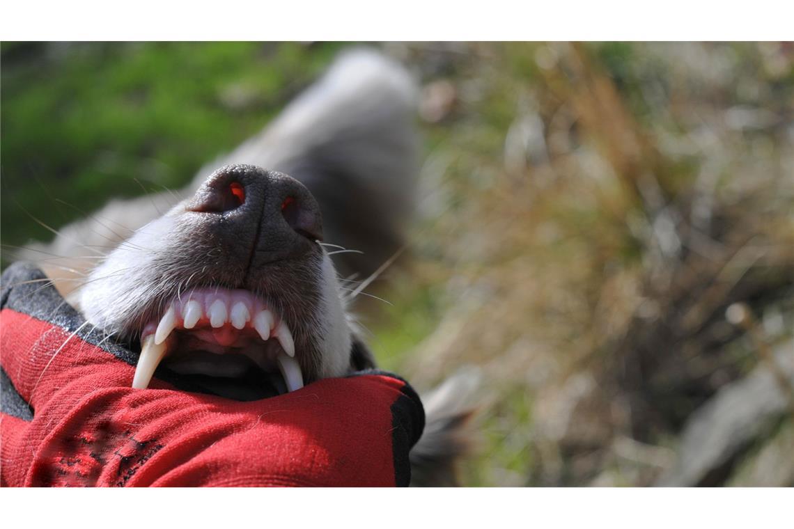 Der Hund soll unvermittelt zugebissen haben. (Symbolfoto)