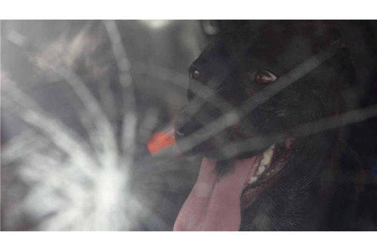 Der Hund war nach der Rettung wohlauf (Symbolfoto)