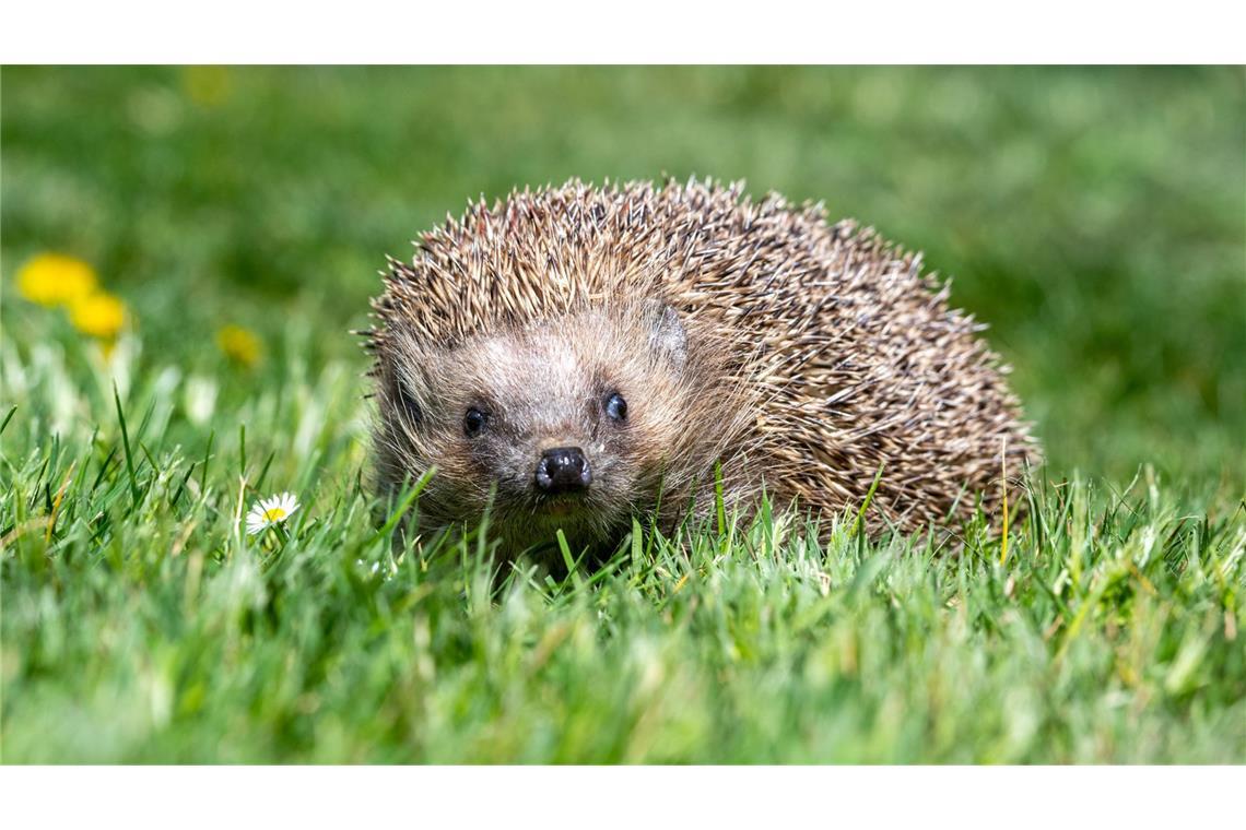 Der Igel gilt seit 2024 als bedroht. (Symbolbild)