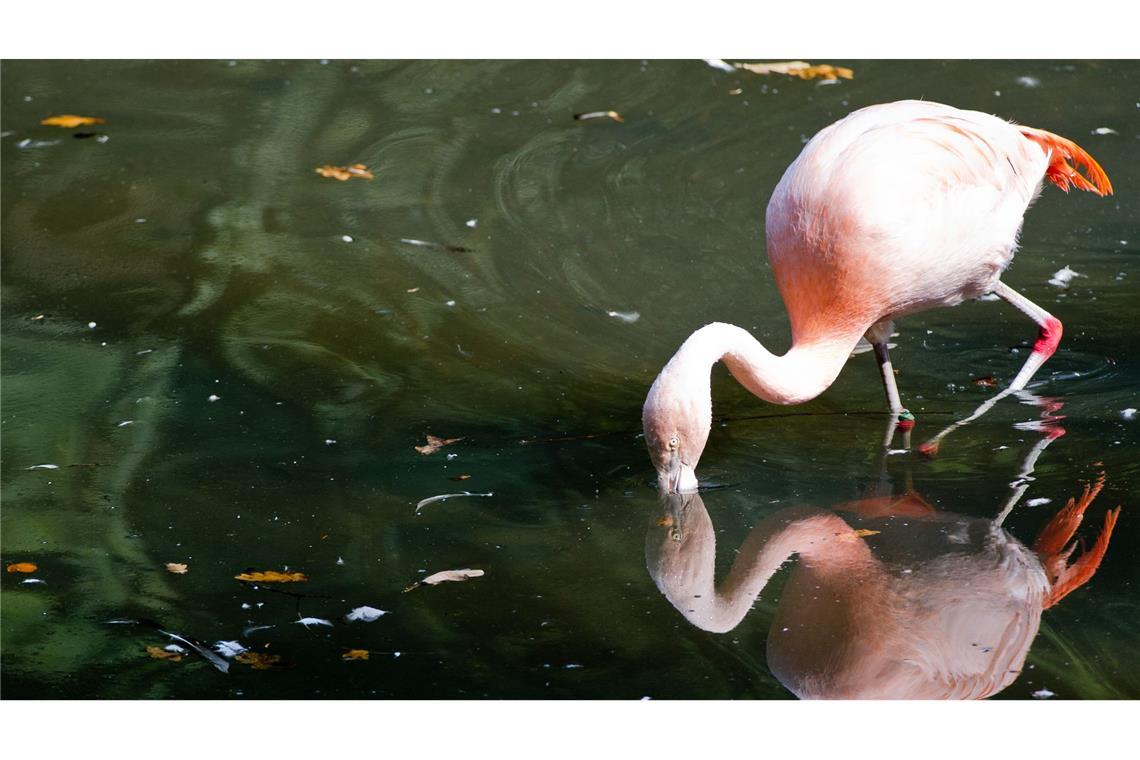 Flamingo vom Titisee an Schweizer Grenze freigelassen Der im Schwarzwald entdeckte Flamingo lebt wieder in der Natur. (Symbolbild)