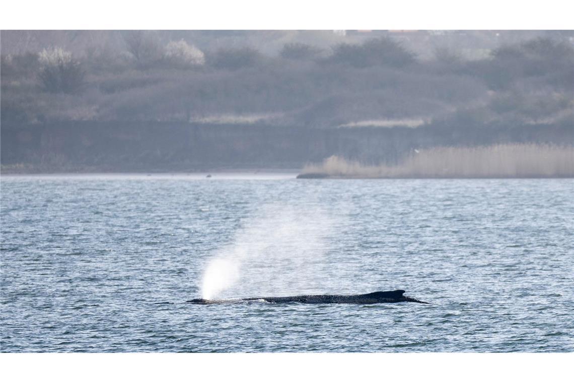 Der in der Ostsee liegende Wal beschäftigt seit Tagen Menschen in zahlreichen Ländern. (Archivbild)