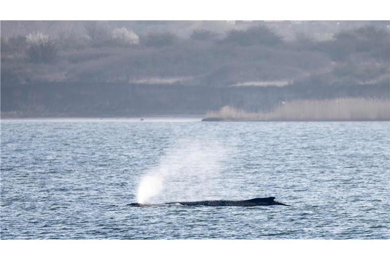 Der in der Ostsee liegende Wal beschäftigt seit Tagen Menschen in zahlreichen Ländern. (Archivbild)