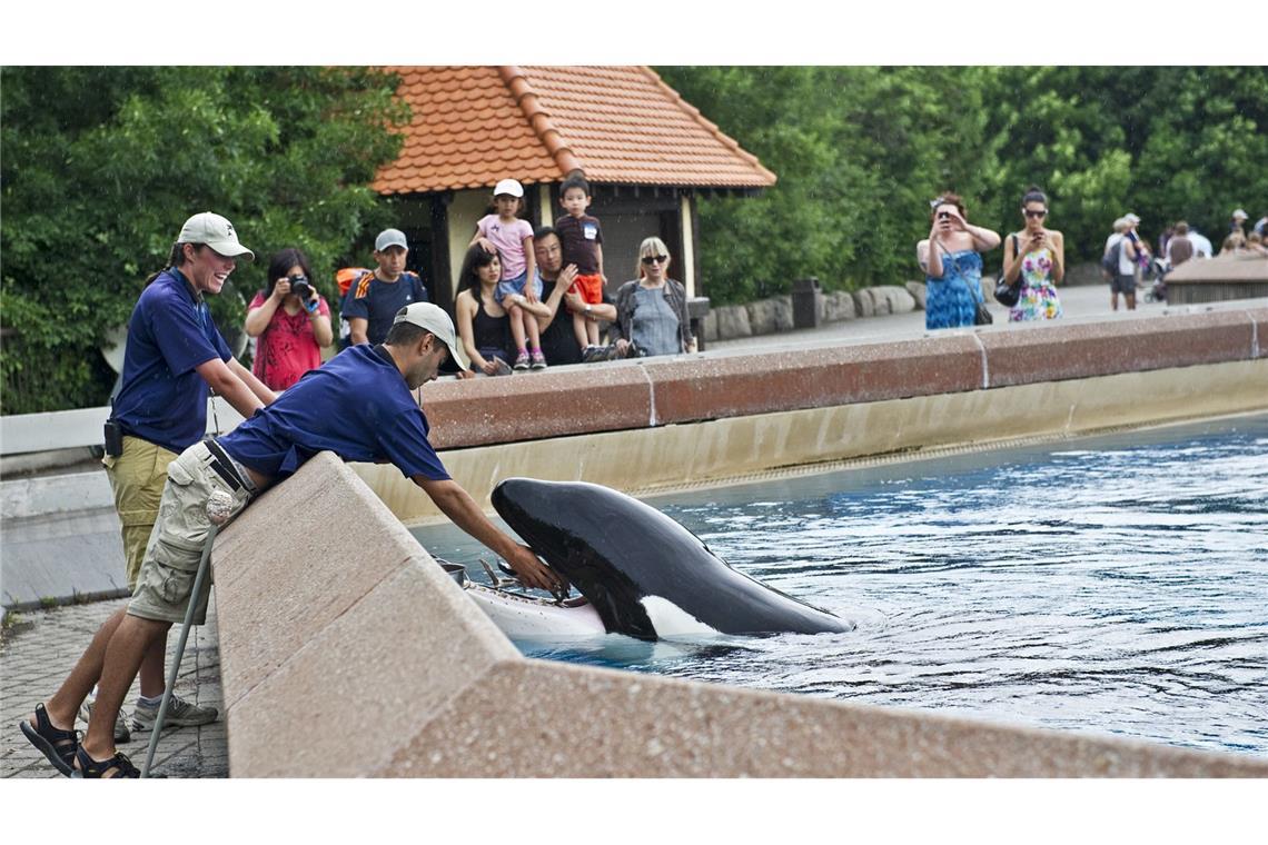Kanadischer Tierpark fordert Geld und droht mit Wal-Tötung Der inzwischen geschlossene Freizeitpark in Kanada warnt, er müsse womöglich seine Tiere einschläfern. (Archivbild)